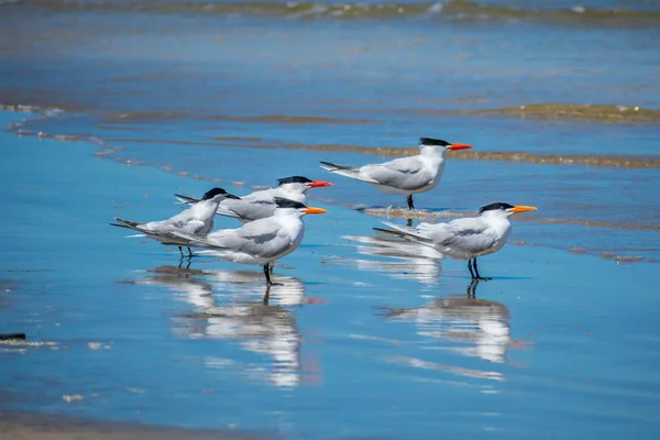 Csoportja Royal Tern Birds Padre Island Ns, Texas — Stock Fotó