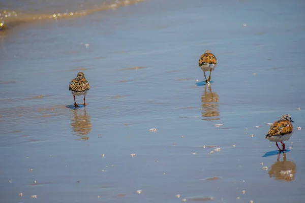 Ένα πουλί Rudy Turnstone στο Padre Island Ns, Τέξας — Φωτογραφία Αρχείου