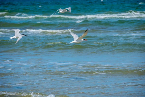 Group of Royal Tern Birds in Padre Island NS, Texas — Stock Photo, Image