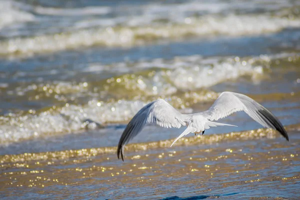 Gruppe königlicher Seeschwalben in Padre island ns, Texas — Stockfoto