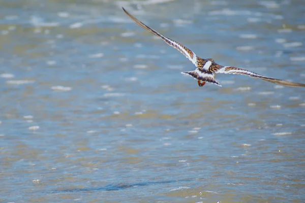 Um pássaro Rudy Turnstone em Padre Island NS, Texas — Fotografia de Stock