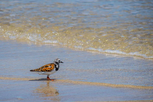 Ένα πουλί Rudy Turnstone στο Padre Island Ns, Τέξας — Φωτογραφία Αρχείου