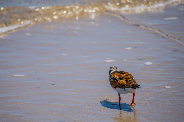 Um pássaro Rudy Turnstone em Padre Island NS, Texas — Fotografia de Stock