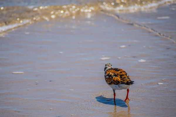 Rudy Turnstone Bird a texasi Padre Island Ns-ben — Stock Fotó