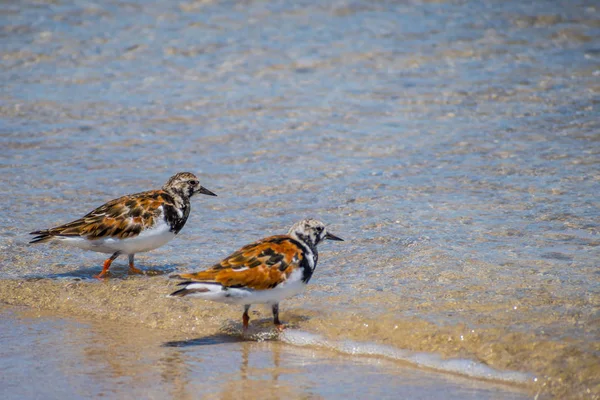 A Rudy Turnstone Bird in Padre Island Ns, Texas — Photo