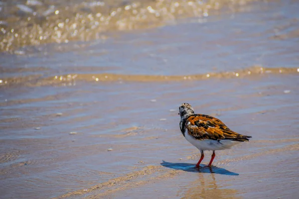 A Rudy Turnstone Bird in Padre Island NS, Texas — Stock Photo, Image