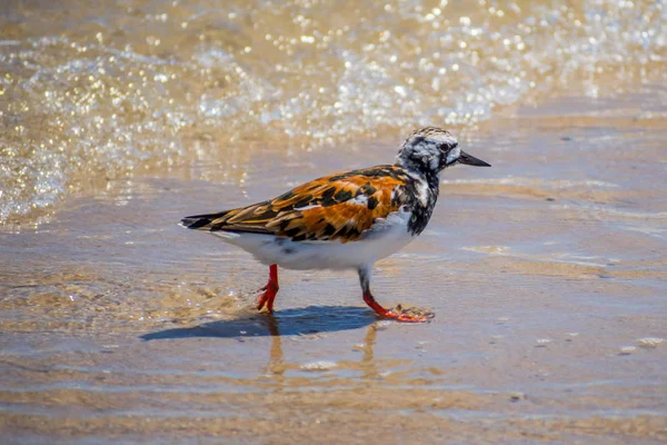 A Rudy Turnstone Bird in Padre Island Ns, Texas — Photo