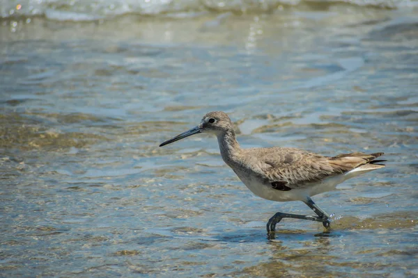 A Willet Bird a Padre Island Ns, Texas-ban — Stock Fotó