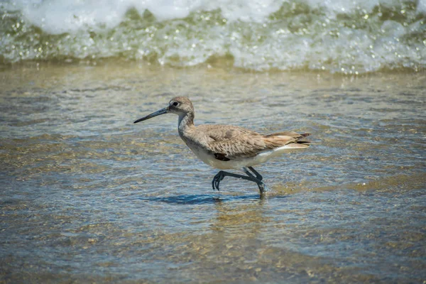 Ένα πουλί Willet στο Padre Island Ns, Τέξας — Φωτογραφία Αρχείου