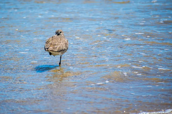 A Willet Bird in Padre Island NS, Texas — Stock Photo, Image