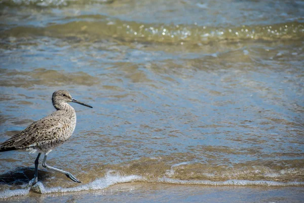 Ένα πουλί Willet στο Padre Island Ns, Τέξας — Φωτογραφία Αρχείου