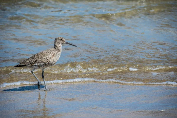 Un oiseau-filet dans les îles Padre, au Texas — Photo