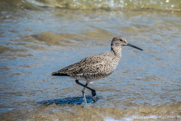 Un oiseau-filet dans les îles Padre, au Texas — Photo