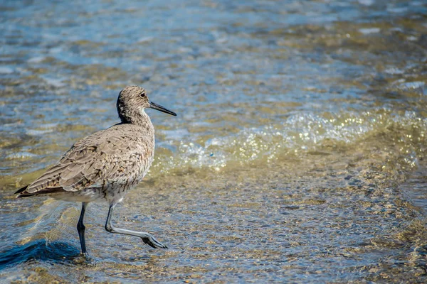 Ένα πουλί Willet στο Padre Island Ns, Τέξας — Φωτογραφία Αρχείου