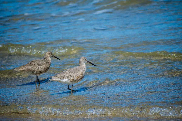 Ένα πουλί Willet στο Padre Island Ns, Τέξας — Φωτογραφία Αρχείου