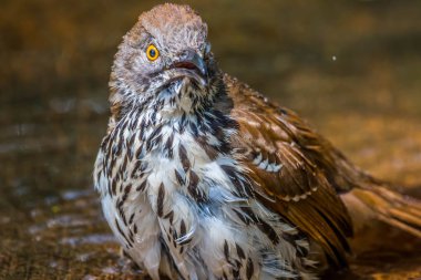 Laguna Atascosa Nwr, Teksas 'ta Brown Thrasher.