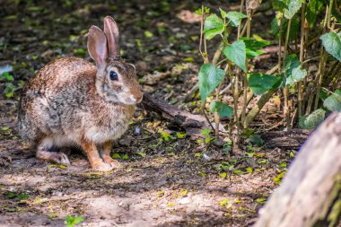 Laguna Atascosa Nwr, Teksas 'ta bir Doğu Pamuk Kuyruklu.