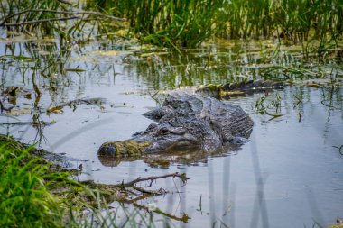 Laguna Atascosa Nwr, Teksas 'ta büyük bir Amerikan timsahı.