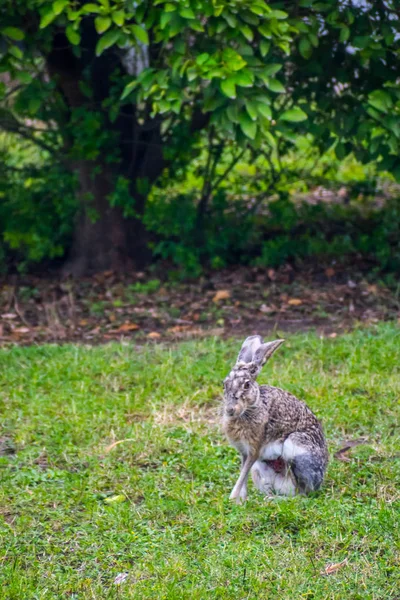 An White Tailed Jack Rabbit in Donna Victoria Palms RV Resort, Texas