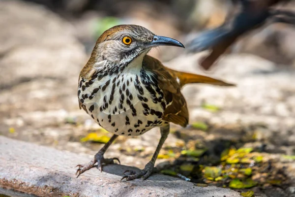 Brown Thrasher w Laguna Atascosa Nwr, Teksas — Zdjęcie stockowe