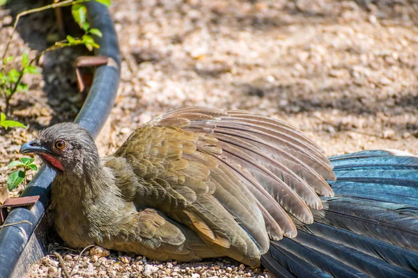 Птица чачачалака в Лагуне Атаскоса NWR, Техас — стоковое фото