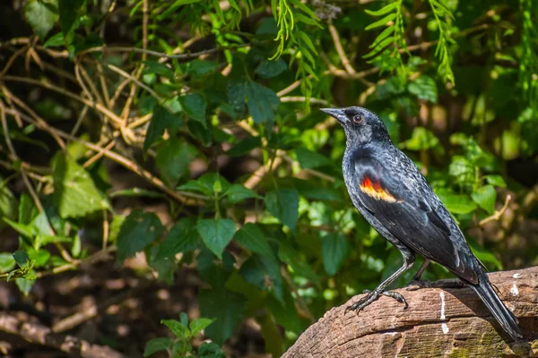 Красная крылатая черная птица в Лагуне Атаскоса NWR, Техас — стоковое фото