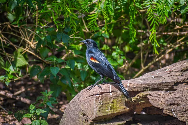 得克萨斯州Laguna Atascosa Nwr的一只红翅黑鸟 — 图库照片