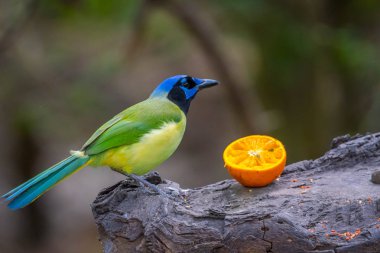 Laguna Atascosa Nwr, Teksas 'ta bir Yeşil Jay.