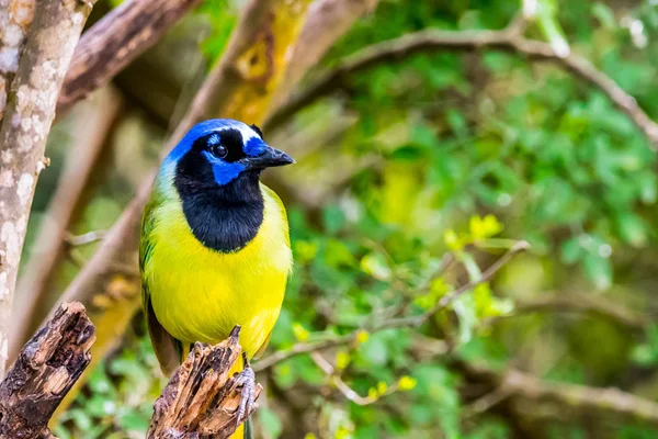 A Green Jay in Laguna Atascosa NWR, Texas — Fotografie, imagine de stoc