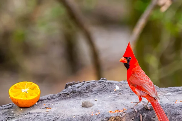 Cardinal de Nord în Laguna Atascosa NWR, Texas — Fotografie, imagine de stoc