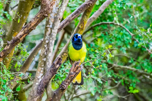 A Green Jay in Laguna Atascosa NWR, Texas — Fotografie, imagine de stoc