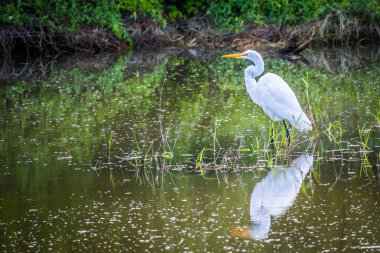 Frontera Audubon Topluluğunda Büyük Beyaz Akbalıkçıl, Teksas