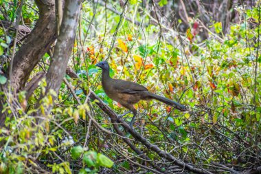Frontera Audubon Society, Teksas 'ta bir Chachalaca kuşu