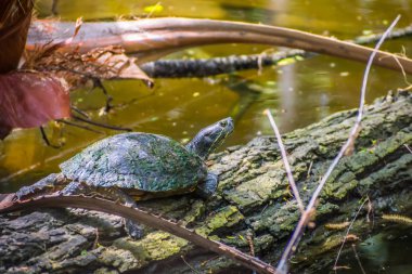 A Red-Eared Slider in the pond of Frontera Audubon Society, Texas