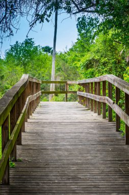 Frontera Audubon Society, Teksas 'ta bir orman patikası.