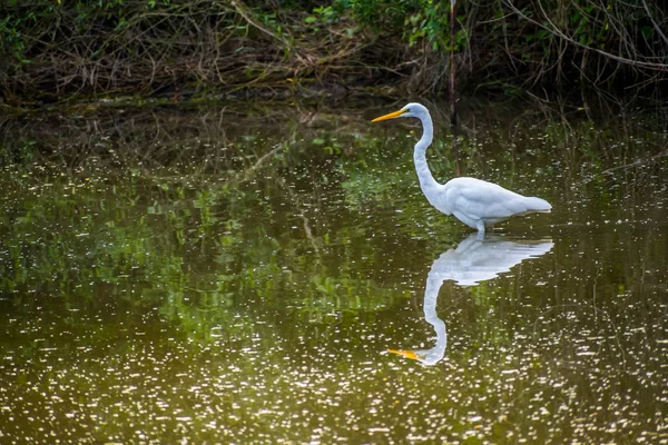 O mare grefă albă în Frontera Audubon Society, Texas — Fotografie, imagine de stoc