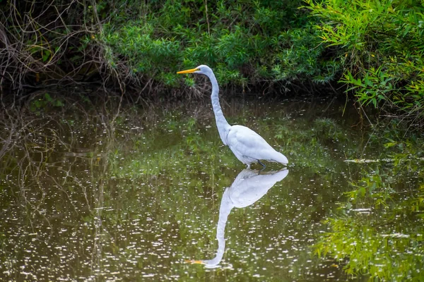 O mare grefă albă în Frontera Audubon Society, Texas — Fotografie, imagine de stoc