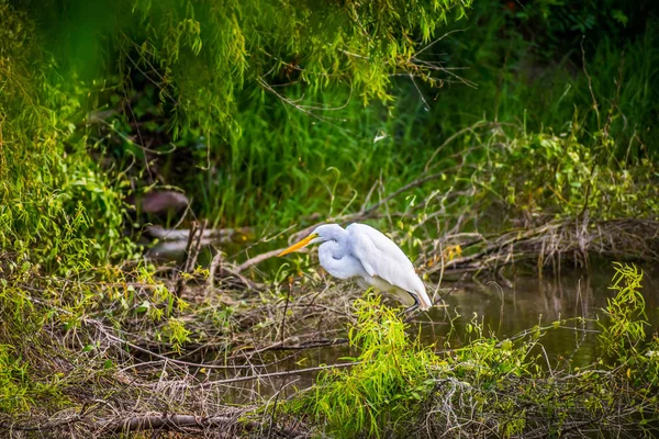 Uma grande ganância branca na Frontera Audubon Society, Texas — Fotografia de Stock