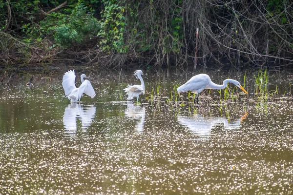 A Great White Egret in Frontera Audubon Society, Texas — Stock Photo, Image