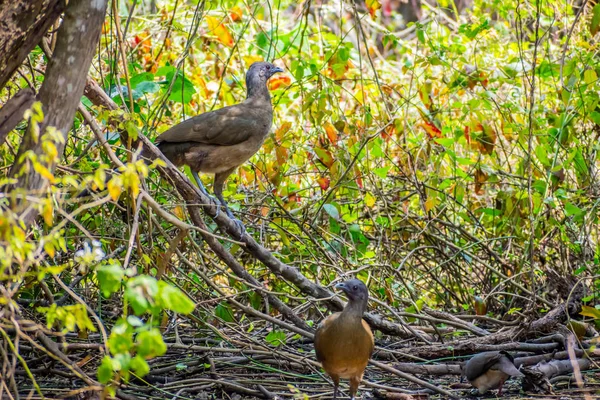 Обыкновенная птица Чачалака в обществе Frontera Audubon, Техас — стоковое фото