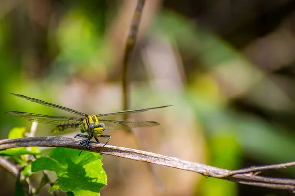 En sydlig Hawker Dragonfly i Frontera Audubon Society, Texas — Stockfoto