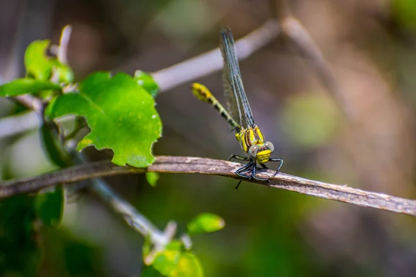 Jižní Hawker Vážka v Frontera Audubon Society, Texas — Stock fotografie