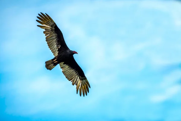 Un grande tacchino Avvoltoio in Frontera Audubon Society, Texas — Foto Stock