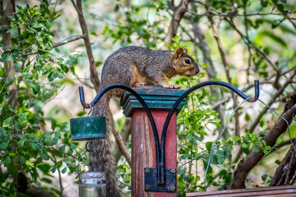 Ein niedliches braunes Eichhörnchen auf einem Posten in frontera audubon society, texas — Stockfoto