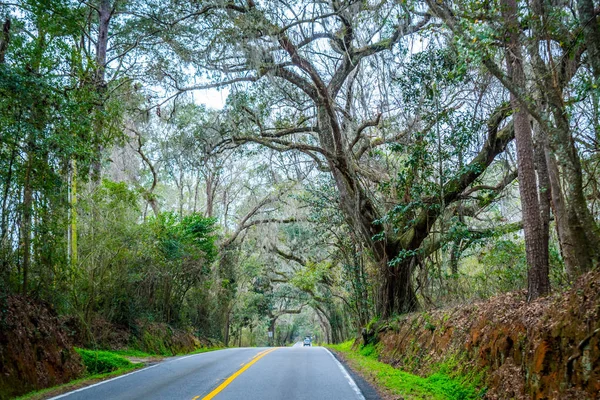 Een prachtig uitzicht op de natuur in Tallahassee, Florida — Stockfoto