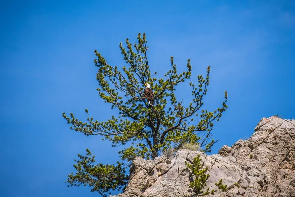 Uma Águia Calva Americana na Floresta Nacional Helena, Montana — Fotografia de Stock