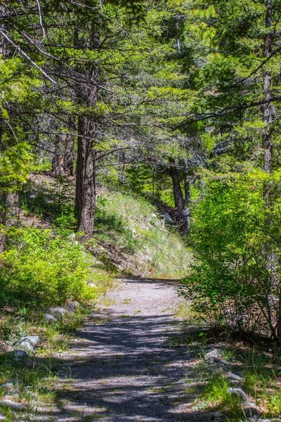 Uma trilha florestal com o sol brilhando através da folhagem na Floresta Nacional Helena, Montana — Fotografia de Stock