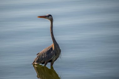 Kaliforniya, Elsinore Gölü 'nün Riverside ilçesi boyunca küçük temiz bir göl.