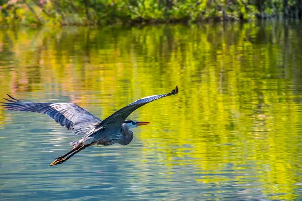 Kaliforniya Elsinore Gölü Nün Riverside Ilçesi Boyunca Küçük Temiz Bir — Stok fotoğraf