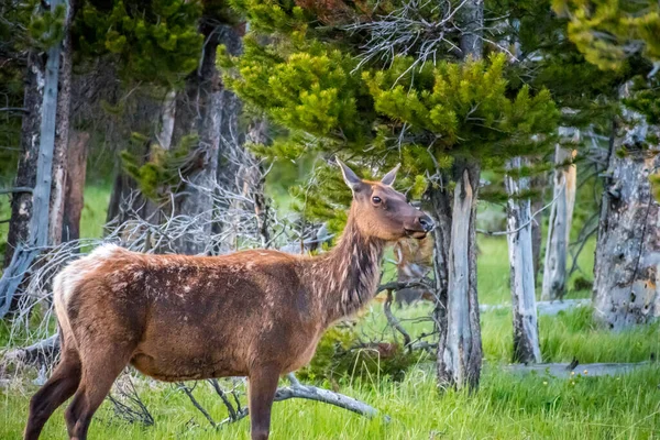 Alce Bebé Parque Nacional Yellowstone Wyoming — Fotografia de Stock